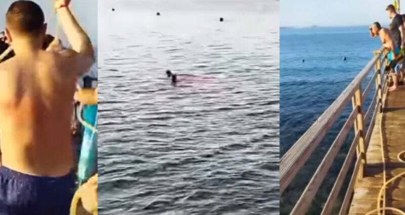 E tmerrshme, momenti kur peshkaqeni sulmon për vdekje turisten në Egjipt