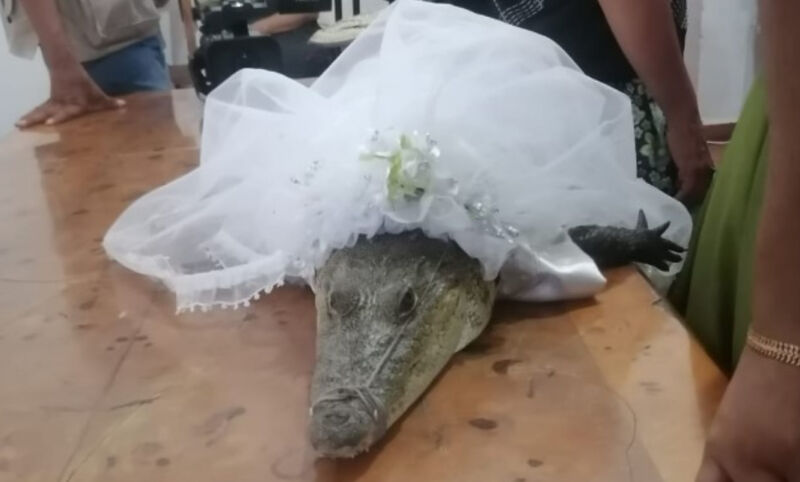 VIDEO| Kryetari i një komune në Meksikë është martuar me krokodilin e quajtur “Princesha e vogël”!