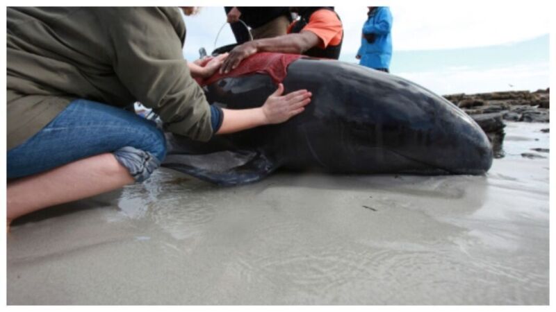 14 balena gjenden të ngordhura në një plazh në Australi