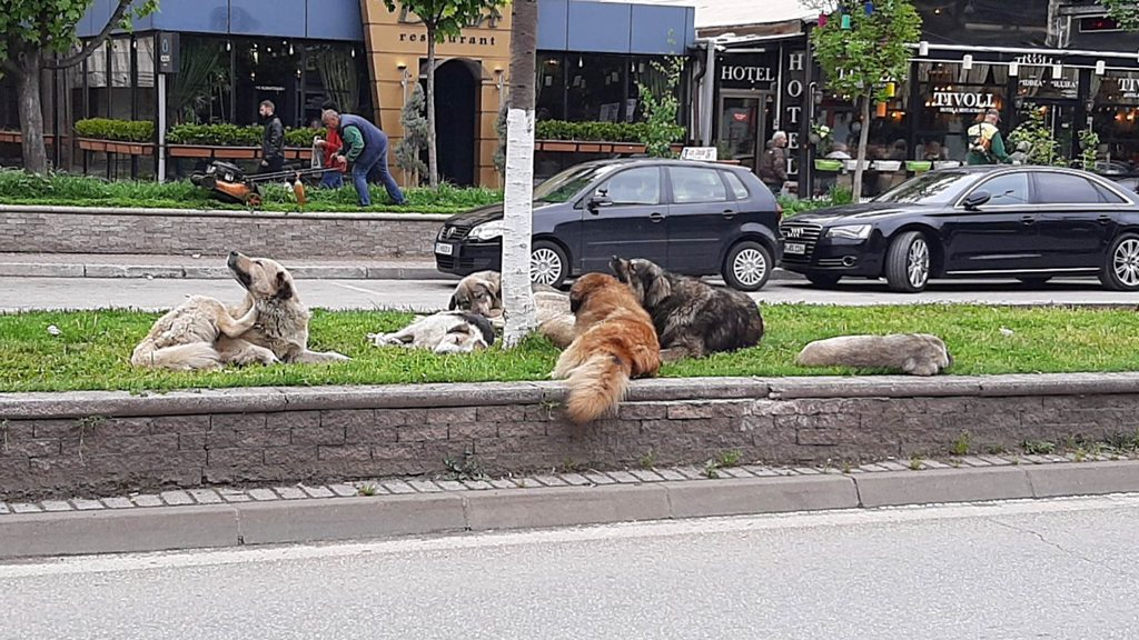 Zgjidhje humane për qentë endacak në Karposh