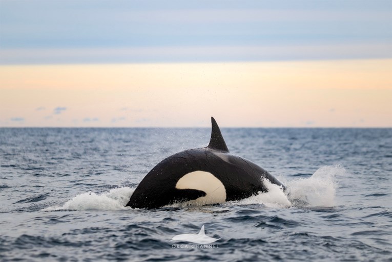Moment historik: Shkencëtarët regjistrojnë lindjen e orkës për herë të parë