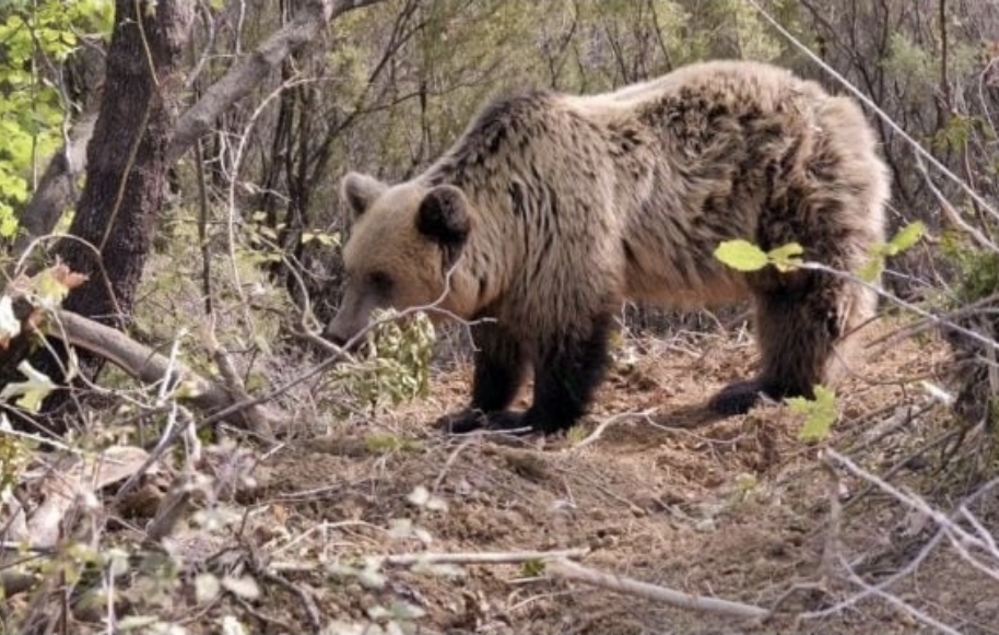 Arusha e sulmon banorin në Dollnen