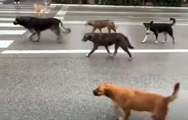 Dy sulme për 24-orë nga qentë endacakë në Pejë, një i mitur pëson lëndime