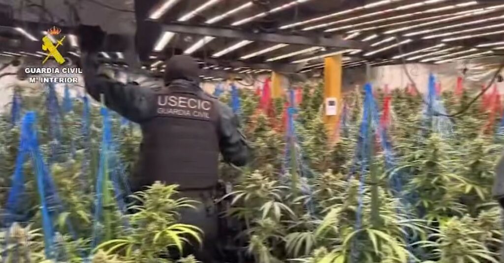 Goditet banda shqiptare që kultivonte drogë në Spanjë, 9 persona përfundojnë në pranga