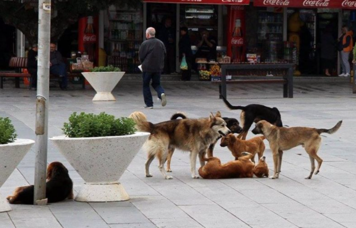  Anima Mundi  çfarë thotë  Nga Shqipëria po sillen qen endacakë në Shkup