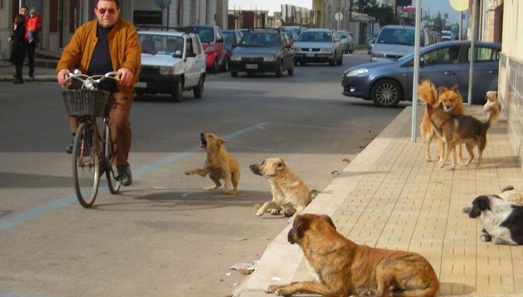 Problemi me qentë endacak dhe sulmet ndaj kalimtarëve vazhdon të mbetet i pazgjidhur