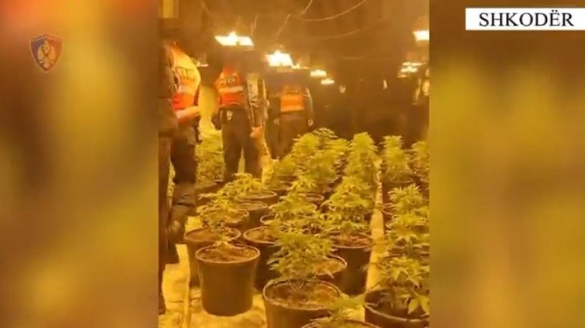 Zbulohet shtëpia e barit në Shkodër, 3 të arrestuar, mes tyre 1 punonjës i OSHEE