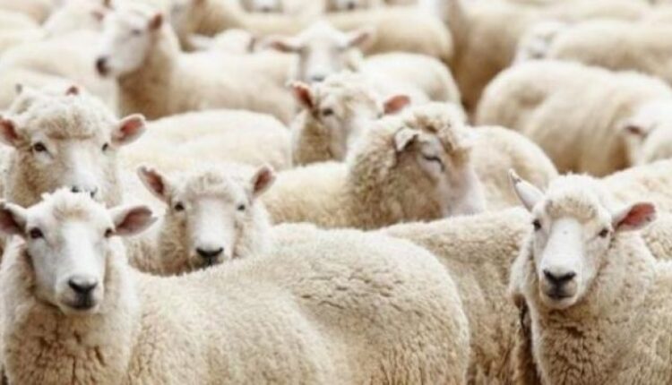 Kontrolle të shtuara të AUV në Likovë për shkak të paraqitjes së lisë te delet dhe dhitë