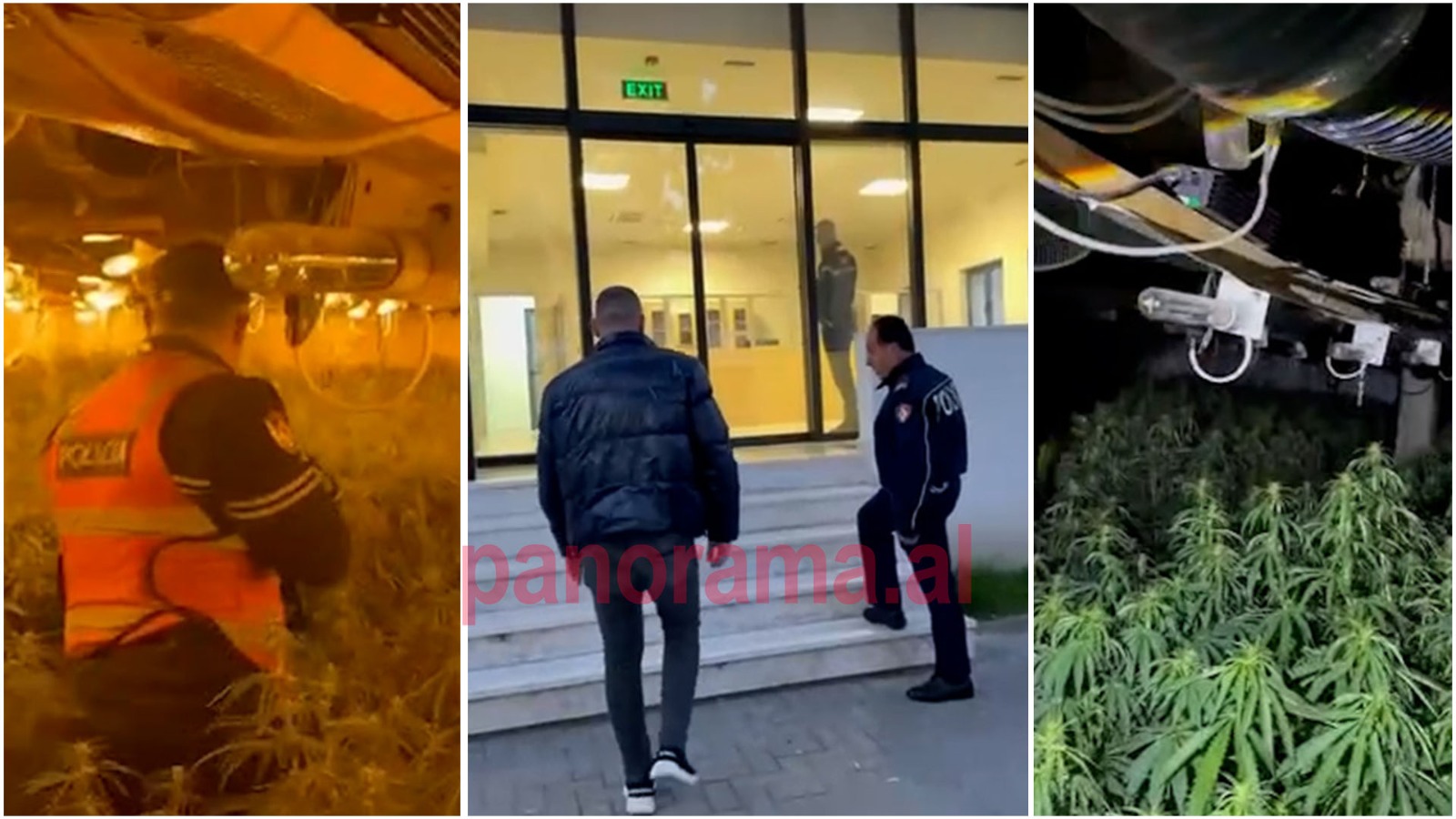 VIDEO  Në banesën në pronësi të tij u gjetën katër mijë bimë kanabisi  vetëdorëzohet në polici Drejtori i Burgut të Rrogozhinës  Hasa  Droga nuk më përket mua 