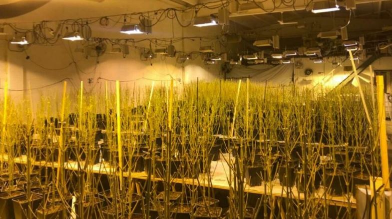 Kanabisi në banesën e drejtorit të burgut të Rrogozhinës, Policia: Arrestohet faturisti i energjisë elektrike, në kërkim 4 të tjerë (EMRAT)