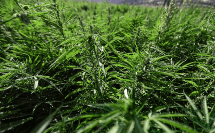 Kanabisi mbetet i ndaluar, pacientët po e gjejnë rrugën e tij ilegalisht