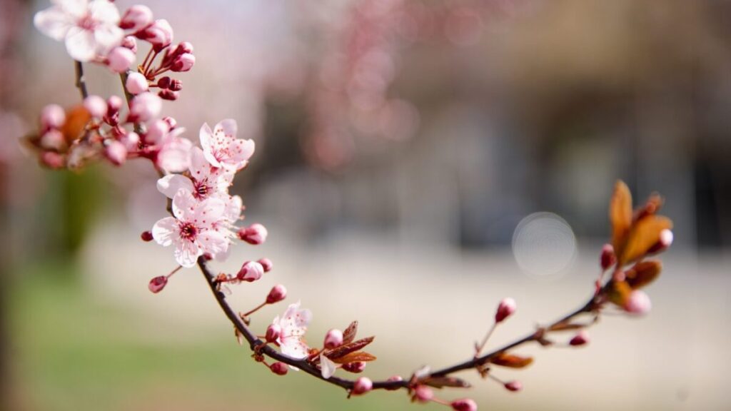 Mot pranveror i qëndrueshëm, temperatura deri në 17°C