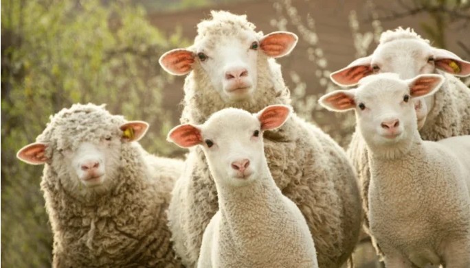 Mashtrim me shitblerje të deleve në Gostivar  56 vjeçari humb 5 000 euro  shitësi ndërpret kontaktet pas pagesës