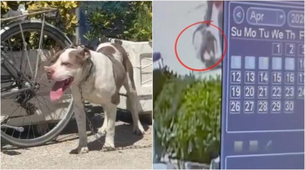 VIDEO/ Pitbulli kafshoi 4-vjeçaren në Vlorë, publikohet momenti kur qeni sulmon të miturën