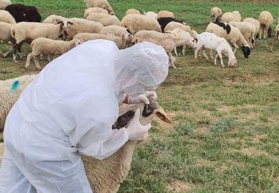 Rikthehet murtaja e bagëtive në Shkodër  karantinohet një fshat në Dajç  20 krerë ngordhin  60 do asgjësohen  Fermeri  Kam 15 mln lekë dëme