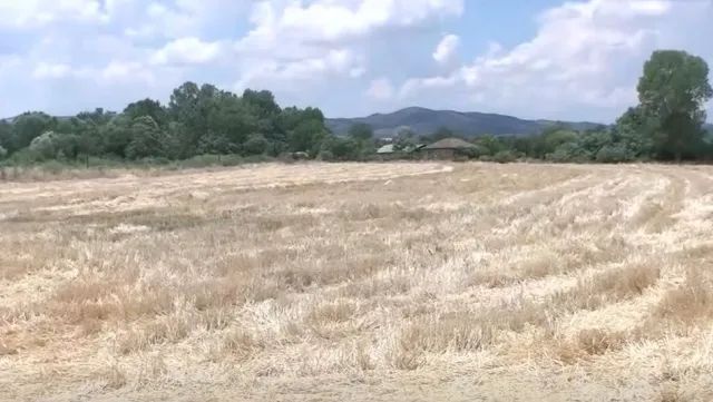 E pabesueshme por e vërtetë në Maqedoni: E kthejnë stadiumin 80-vjeçar në arë me grurë!