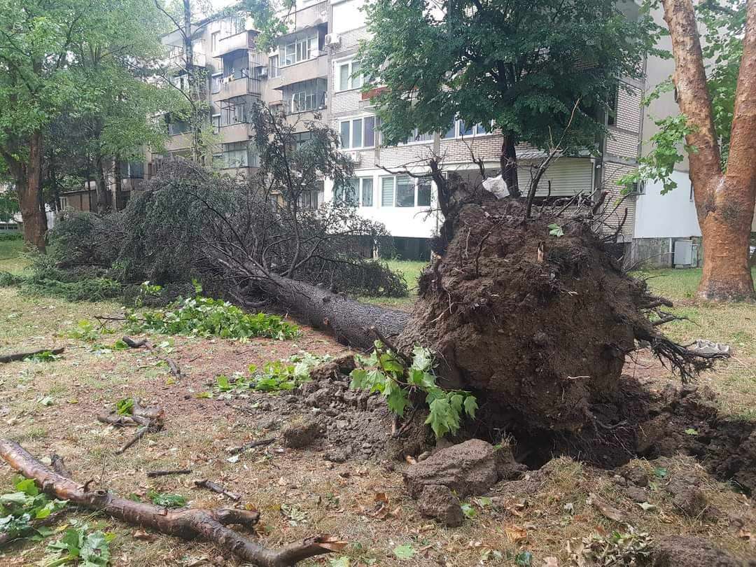 Një grua e moshuar është lënduar nga rënia e një peme në Karposh