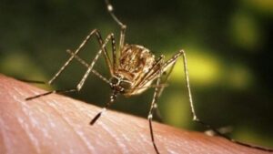 Rasti i ri i vdekjes nga ethet e Nilit Perëndimor, pesë pacientë në gjendje të rëndë në kujdesin intensiv