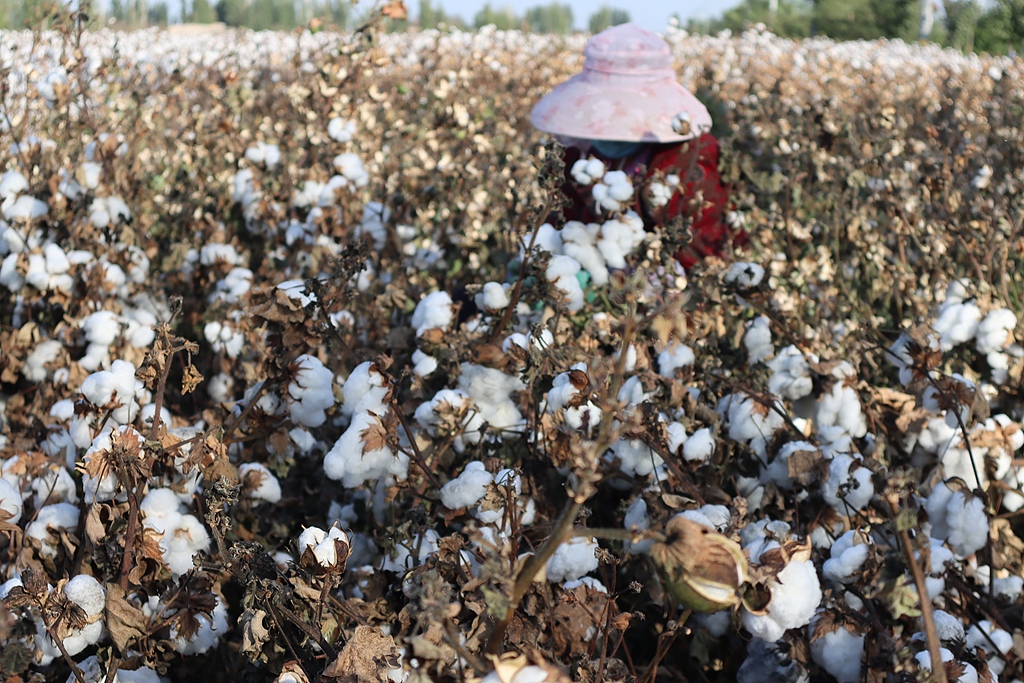 Rregullorja e Xinjiang-ut promovon zhvillimin me cilësi të lartë të industrisë së pambukut
