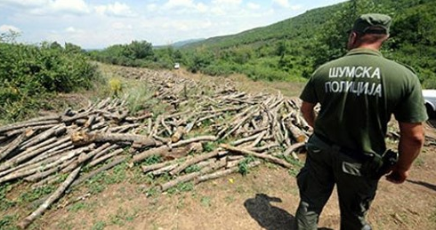 Kapet duke prerë ilegalisht dru në Mavrovë  arrestohet shtetasi shqiptar pa dokumente