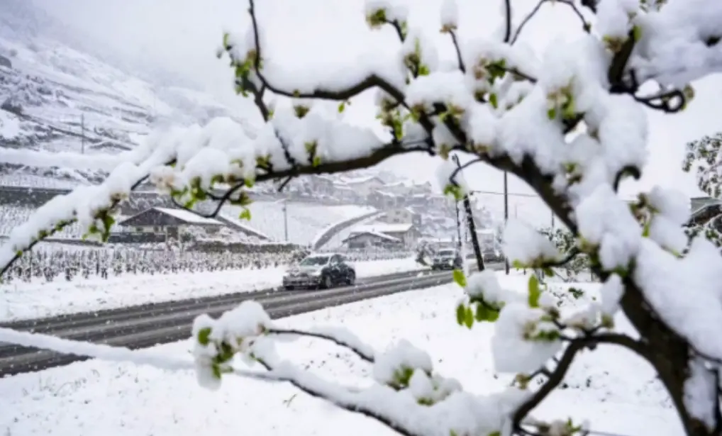 Dimri rikthehet me forcë në Zvicër  Borë e re dhe rënie drastike temperaturash